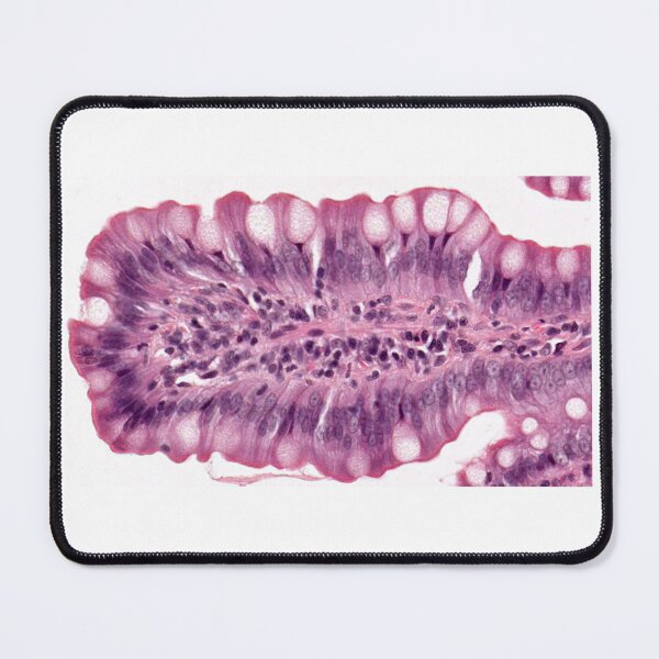 Item preview, Goblet cells designed and sold by Love Histology.
