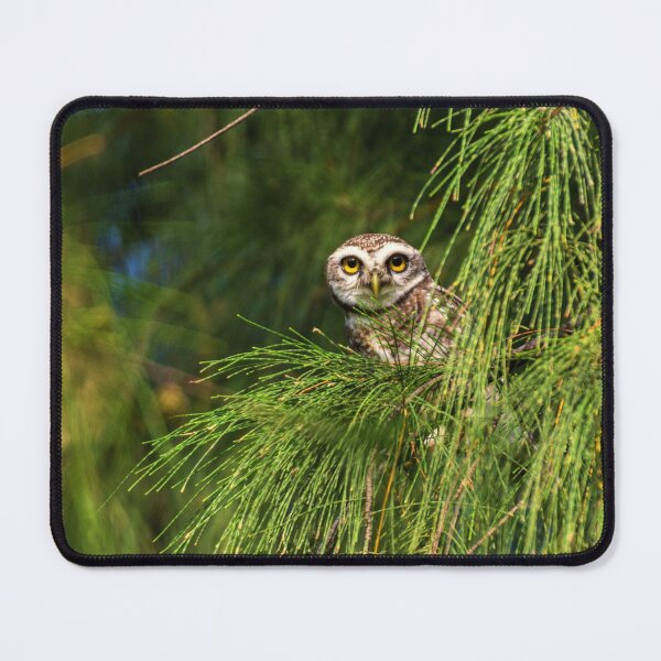Item preview, A spotted Owlet designed and sold by SgbClicks19.