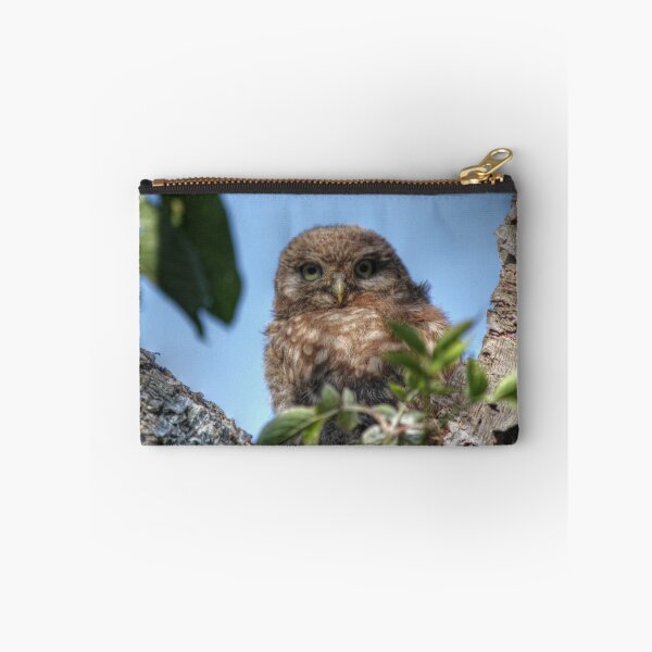 Aperçu de l'œuvre Little Owl Chick (Athene noctua) créée et vendue par larry flewers.