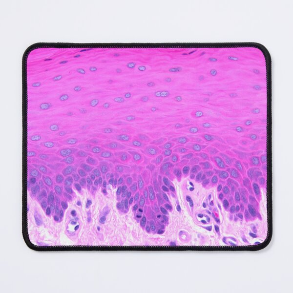 Item preview, Stratified squamous non-keratinized epithelium designed and sold by Love Histology.