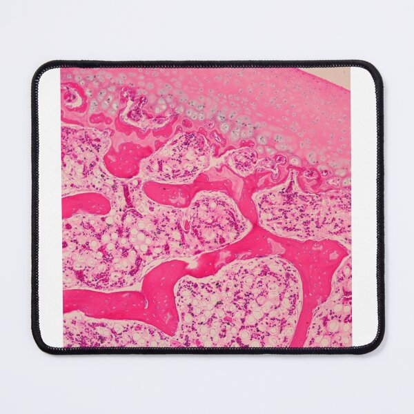 Item preview, Articular cartilage and spongy bone designed and sold by Love Histology.