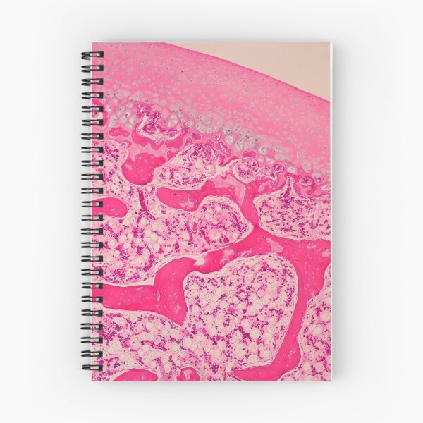 Item preview, Articular cartilage and spongy bone designed and sold by Love Histology.