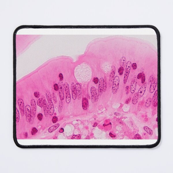Item preview, Goblet cell designed and sold by Love Histology.