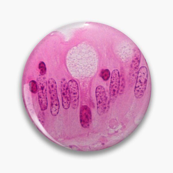 Item preview, Goblet cell designed and sold by Love Histology.