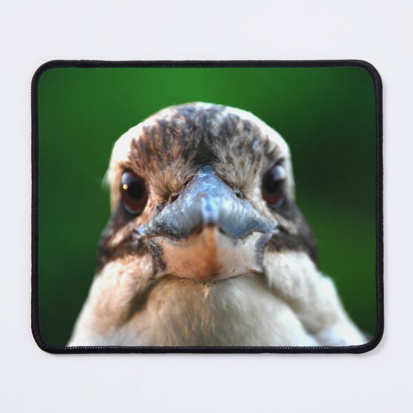 Item preview, Staring Kookaburra  designed and sold by Digitaldingo.