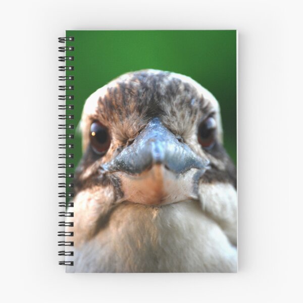 Item preview, Staring Kookaburra  designed and sold by Digitaldingo.