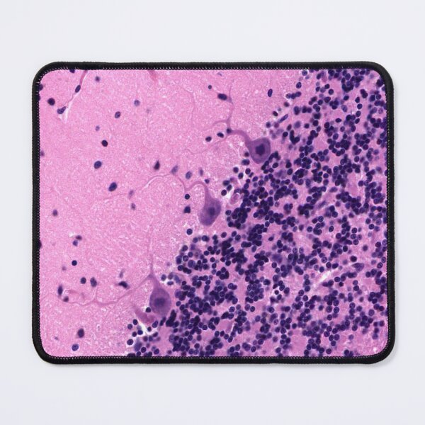 Item preview, Cerebellum of the Brain designed and sold by Love Histology.