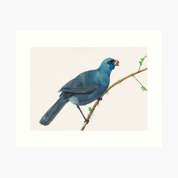 Blue wattlebird kokako on a branch original watercolor art Art Print