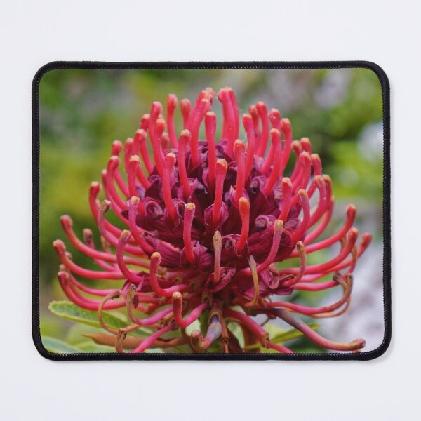 Item preview, Waratah in Blackheath designed and sold by Mrtweety.