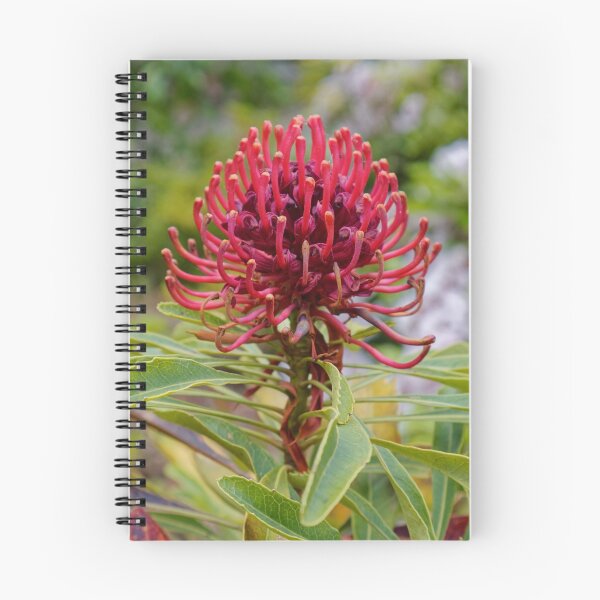 Item preview, Waratah in Blackheath designed and sold by Mrtweety.