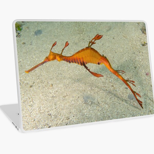 Weedy Seadragon - Phyllopteryx taeniolatus Laptop Skin