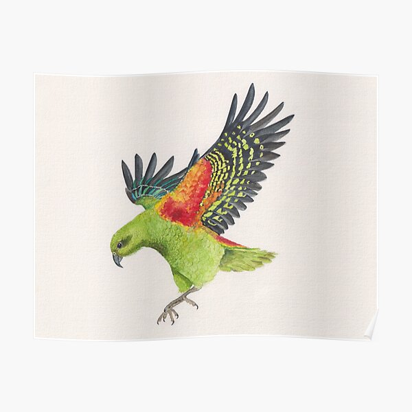 Alpine parrot kea in flight original watercolor art Poster