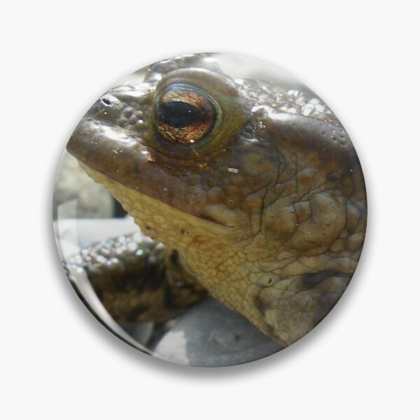 Item preview, Bufo Bufo Toad Lounging On Stones Close Up Photograph designed and sold by taiche.
