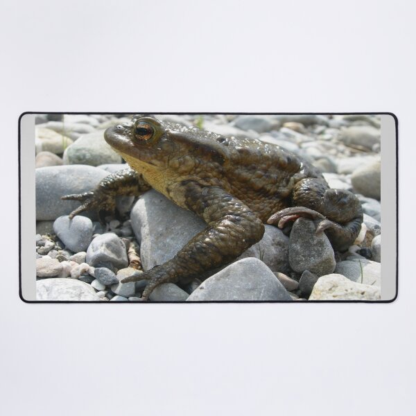 Item preview, Bufo Bufo Toad Lounging On Stones Close Up Photograph designed and sold by taiche.