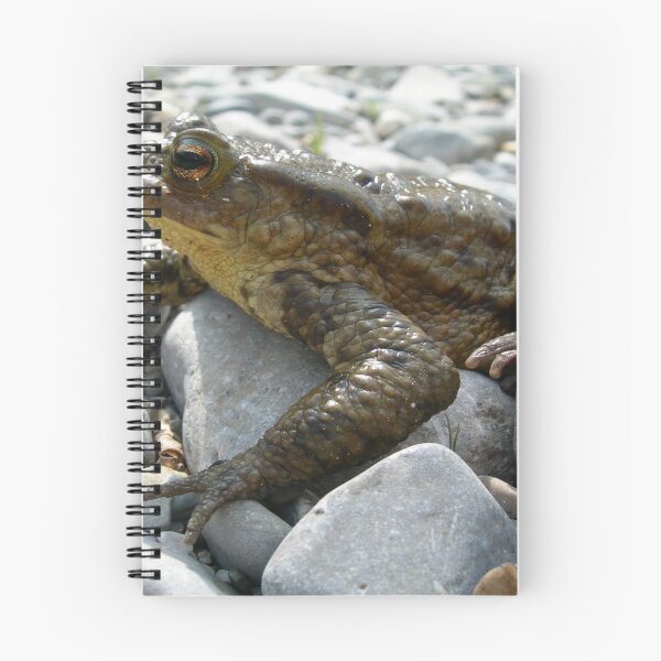 Item preview, Bufo Bufo Toad Lounging On Stones Close Up Photograph designed and sold by taiche.