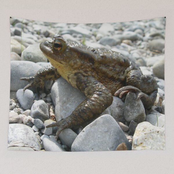 Item preview, Bufo Bufo Toad Lounging On Stones Close Up Photograph designed and sold by taiche.