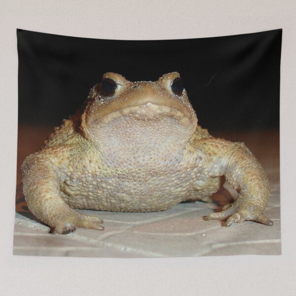 Item preview, Common European Toad Photograph Portrait designed and sold by taiche.