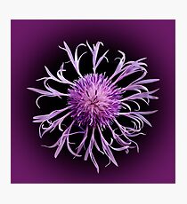 Greater Knapweed Photographic Print