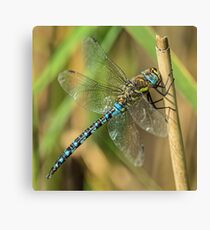 Migrant Hawker Canvas Print