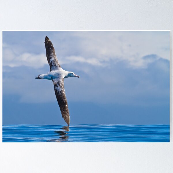 Item preview, Wandering Albatross - New Zealand designed and sold by Kimball Chen.