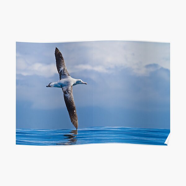 Wandering Albatross - New Zealand Poster