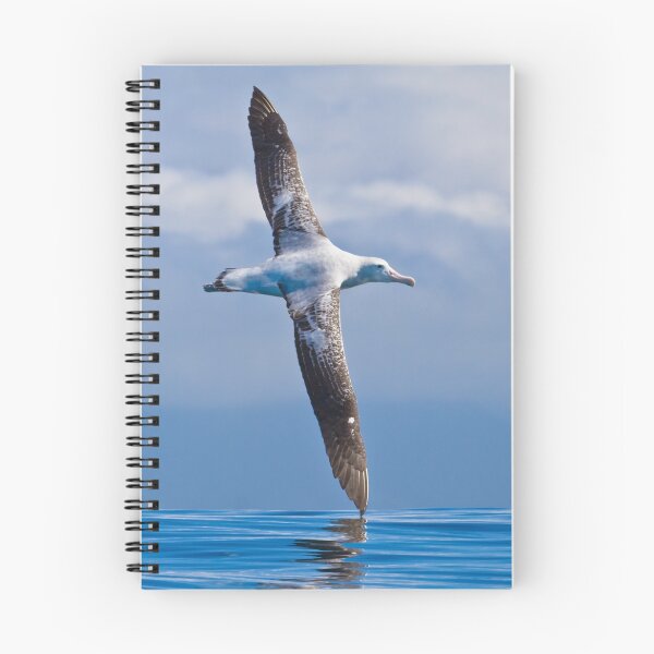 Item preview, Wandering Albatross - New Zealand designed and sold by Kimball Chen.
