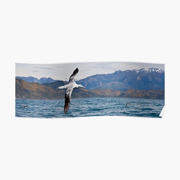 Wandering Albatross - New Zealand Poster