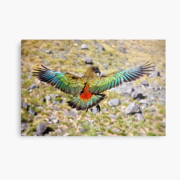 Kea - New Zealand Metal Print