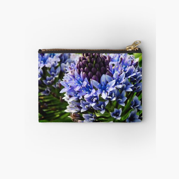 Item preview, Portuguese Squill ~ Scilla Peruviana designed and sold by Dorset Girl.