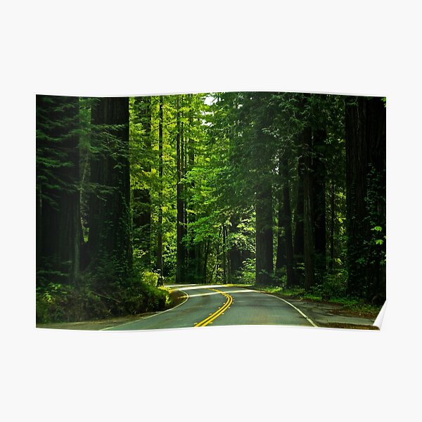 Avenue of the Giants Poster