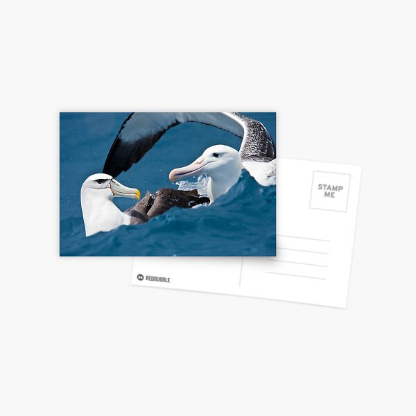 Albatross Hug Postcard