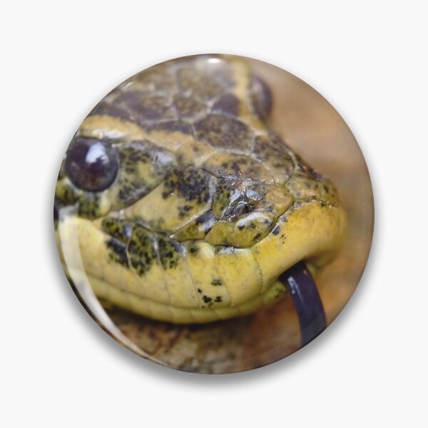 Item preview, Anaconda head designed and sold by Kiran-Fine-Art.