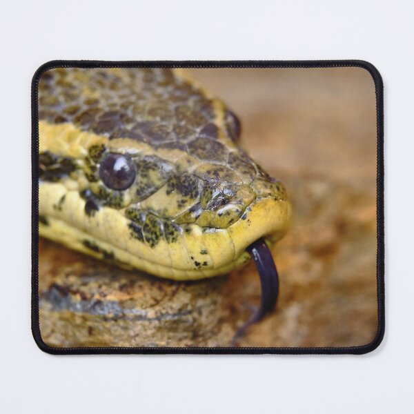 Item preview, Anaconda head designed and sold by Kiran-Fine-Art.