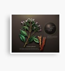 Cinchona officinalis Canvas Print