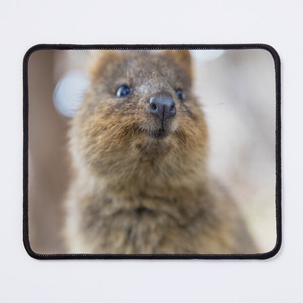 Item preview, Quokka smiling designed and sold by cannboys.