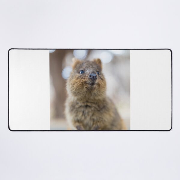 Artikelvorschau, Quokka lächelt entworfen und verkauft von cannboys.