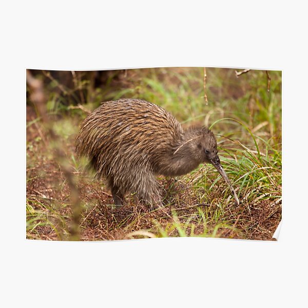 Stewart Island Kiwi - New Zealand Poster