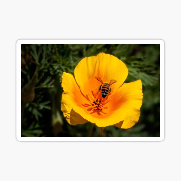 Item preview, Coming in for a landing designed and sold by Art in Nature.