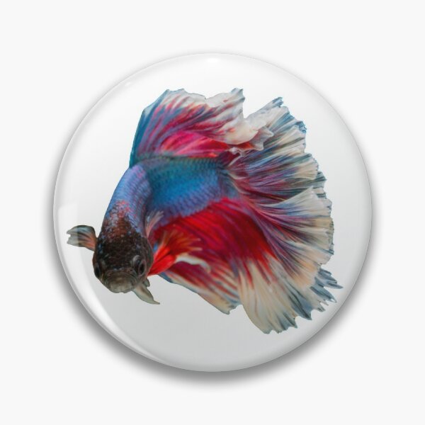 Item preview, Fighting fish three colors fighting thai fighting fish tail flick Thailand designed and sold by greengoodnich.