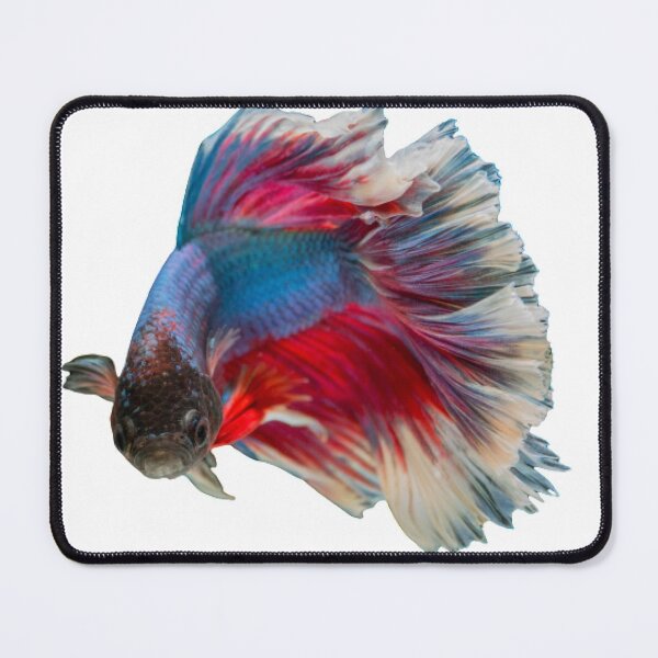 Item preview, Fighting fish three colors fighting thai fighting fish tail flick Thailand designed and sold by greengoodnich.