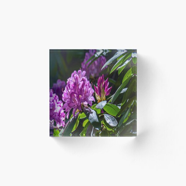 Aperçu de l'œuvre Fleurs pourpres créée et vendue par KoserClickPics.