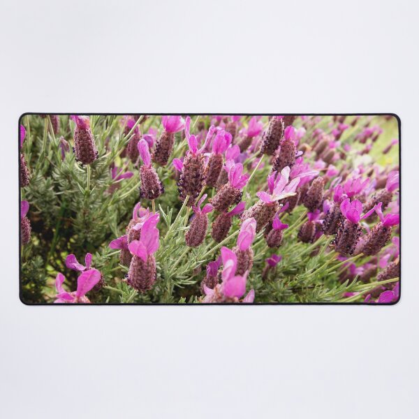 Item preview, Lavender bloom at The Gardens at Lake Merritt designed and sold by Douglas E. Welch Design and Photography.