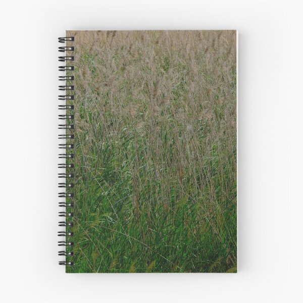 Item preview, Reed beds designed and sold by Kiran-Fine-Art.