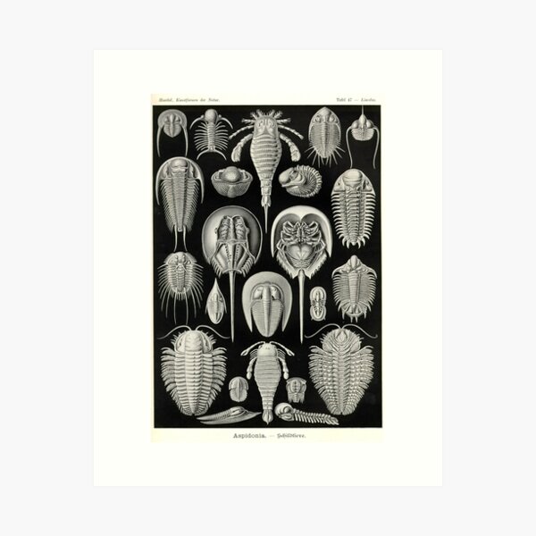 Item preview, Aspidonia - Ernst Haeckel designed and sold by billythekidtees.