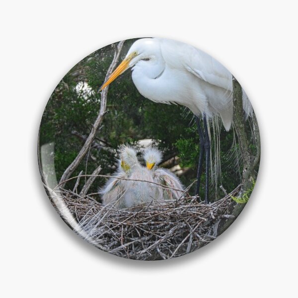 Item preview, Baby Egrets Nesting With Momma designed and sold by LisaWootenPhoto.