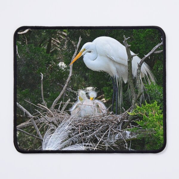 Item preview, Baby Egrets Nesting With Momma designed and sold by LisaWootenPhoto.