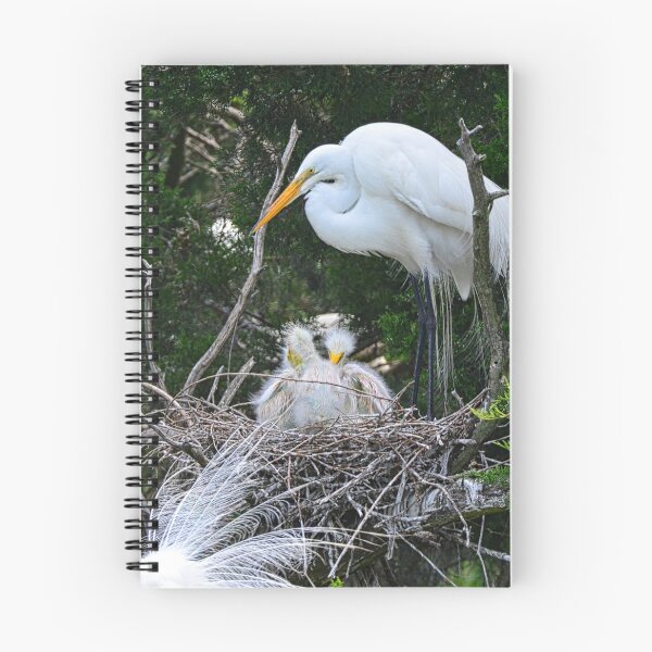 Item preview, Baby Egrets Nesting With Momma designed and sold by LisaWootenPhoto.