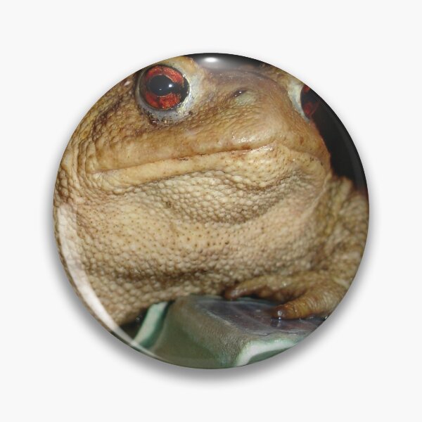 Item preview, Close Up of A Common European Toad designed and sold by taiche.