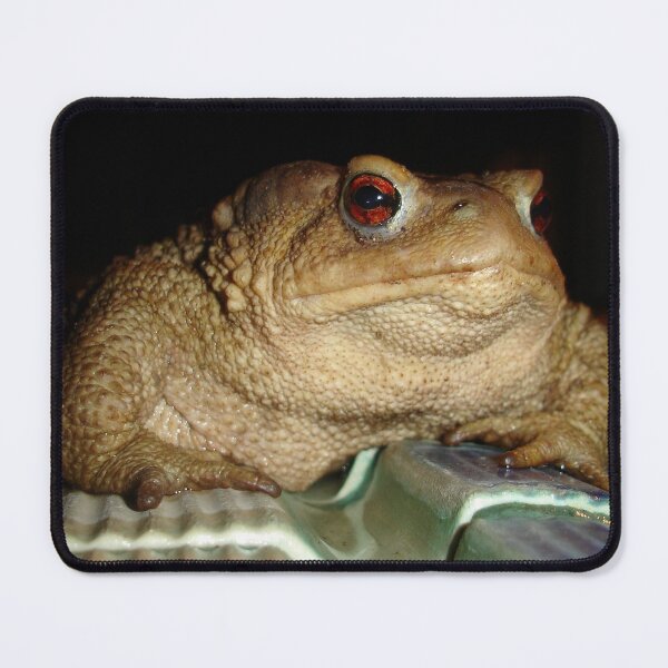 Item preview, Close Up of A Common European Toad designed and sold by taiche.