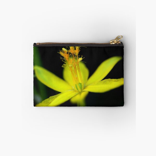 Artikelvorschau, Bulbine bulbosa entworfen und verkauft von andrachne.